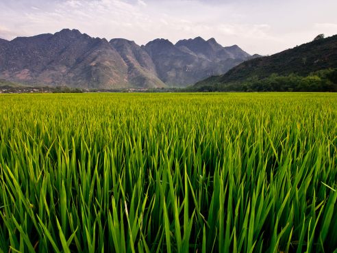 champs de riz verts