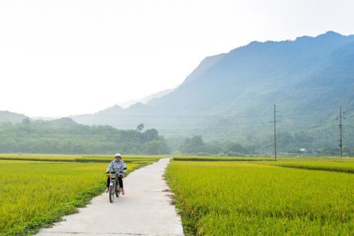 Champs de riz vert magnifique - Voyage Mai Chau
