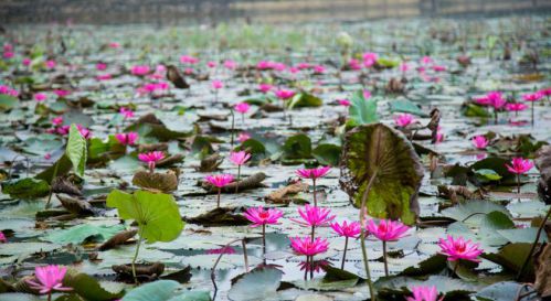 Lac de lotus Mai Chau Lodge - Voyage Mai Chau